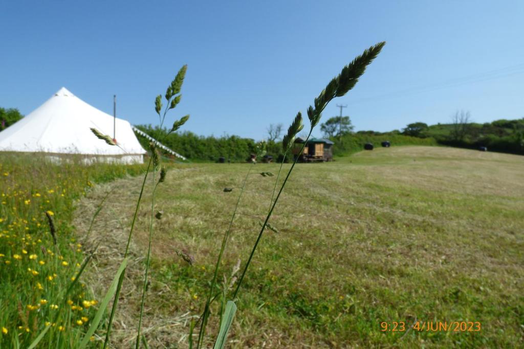 a field with a white tent in the distance at Ffos Wilkin Glamping & Alpacas in Kidwelly