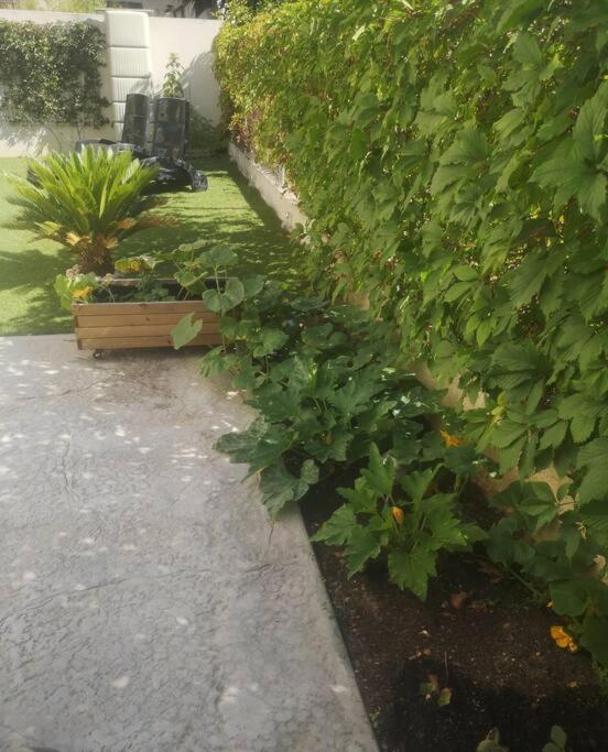 a garden with green plants and a sidewalk at Villa contemporaine à 10mn des plages in Lattes