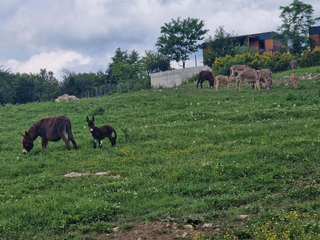 Animales en la casa de huéspedes o alrededores
