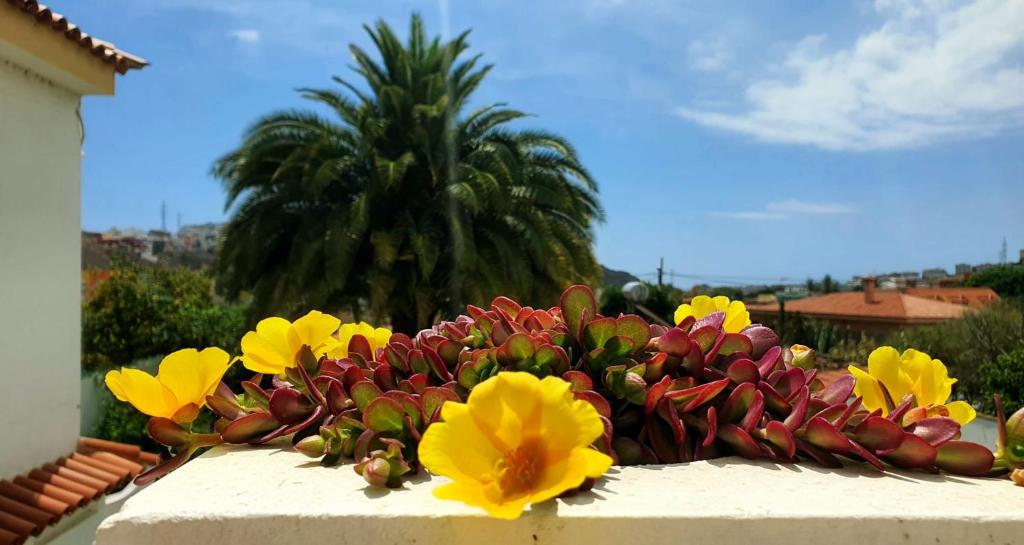 Fotografie z fotogalerie ubytování Villa Magdalena v destinaci Las Palmas de Gran Canaria