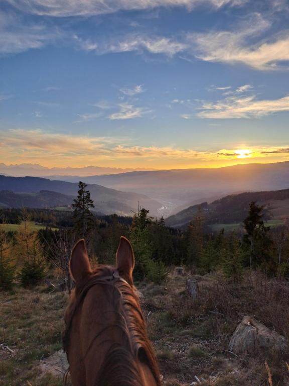 un caballo parado en una colina mirando la puesta de sol en Erlebnisbauernhof Gutschi Ranch en Kamp