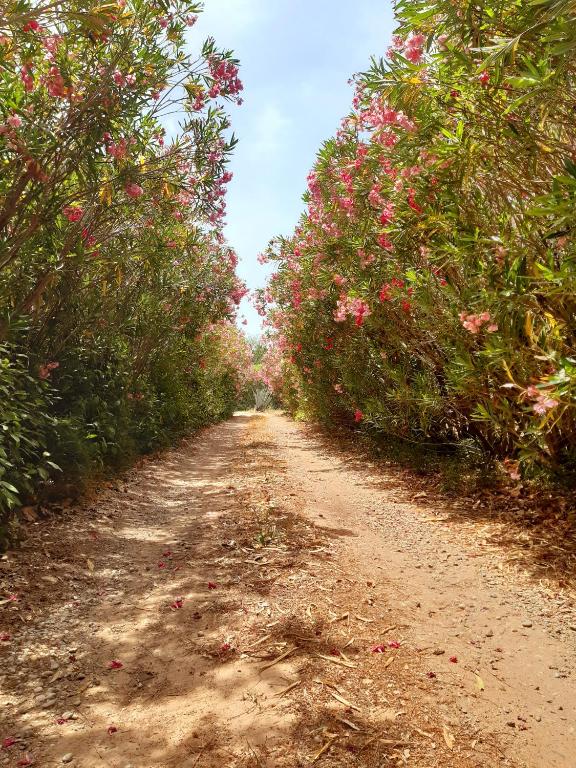 a dirt road lined with trees with pink flowers at Magnifiques maisons de campagne au sein d&#39;un vignoble in Cazouls-lès-Béziers