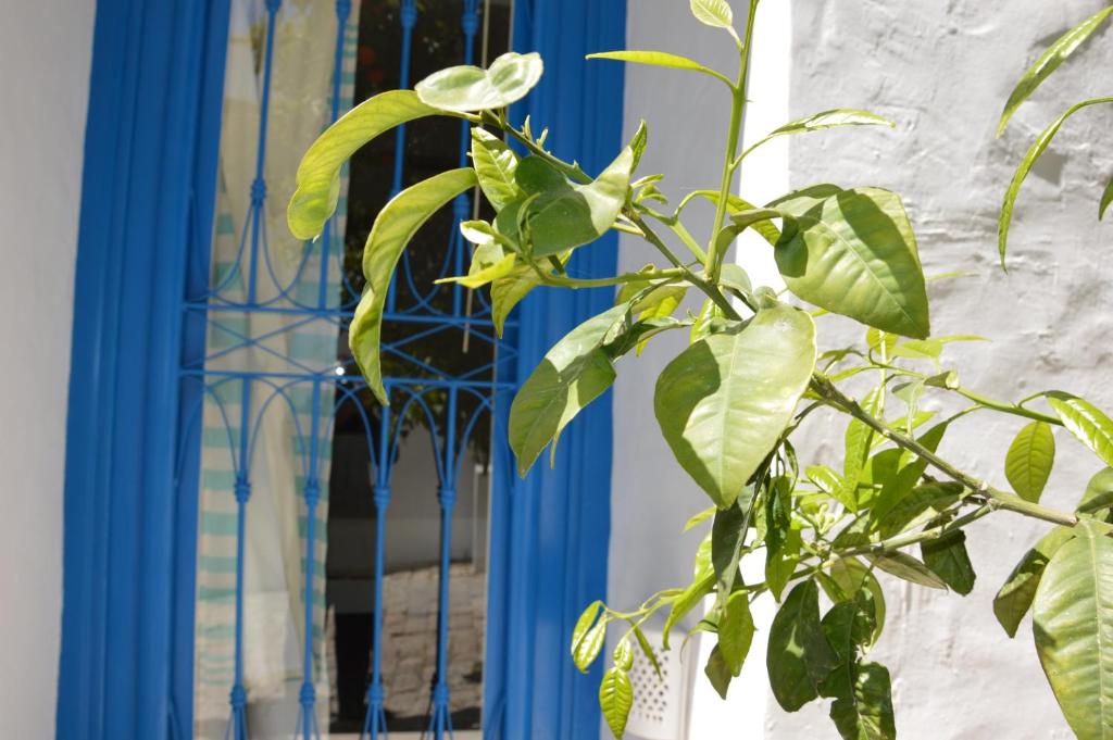 une plante verte devant une porte bleue dans l'établissement La Chambre Verte, à Sidi Bou Saïd