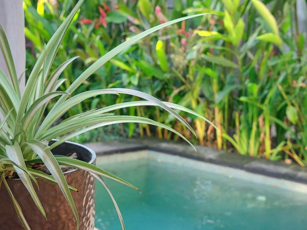a potted plant sitting next to a swimming pool at Spaces Bali Unique Boutique Hotel in Munggu