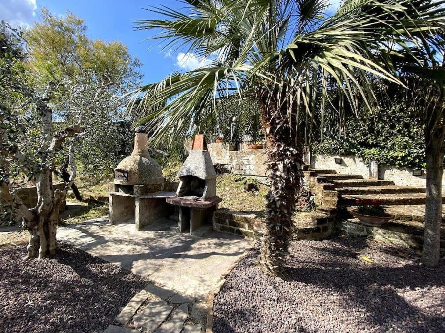 een tuin met een palmboom en een steenoven bij Country house in Maremma Villa Mafalda in SantʼAntonio