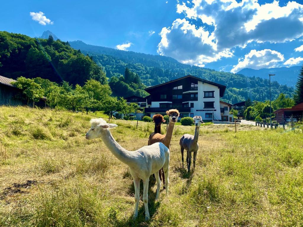 three llamas standing in a field of grass at AlpenApart Montafon - Haus Engstler in Schruns-Tschagguns