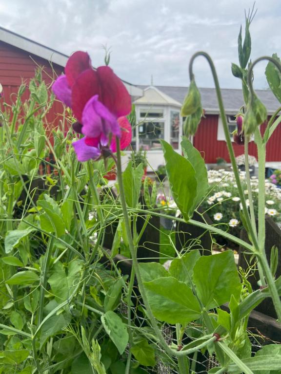 a group of purple and red flowers in a garden at Barrow Harbour studio apartment in Tralee