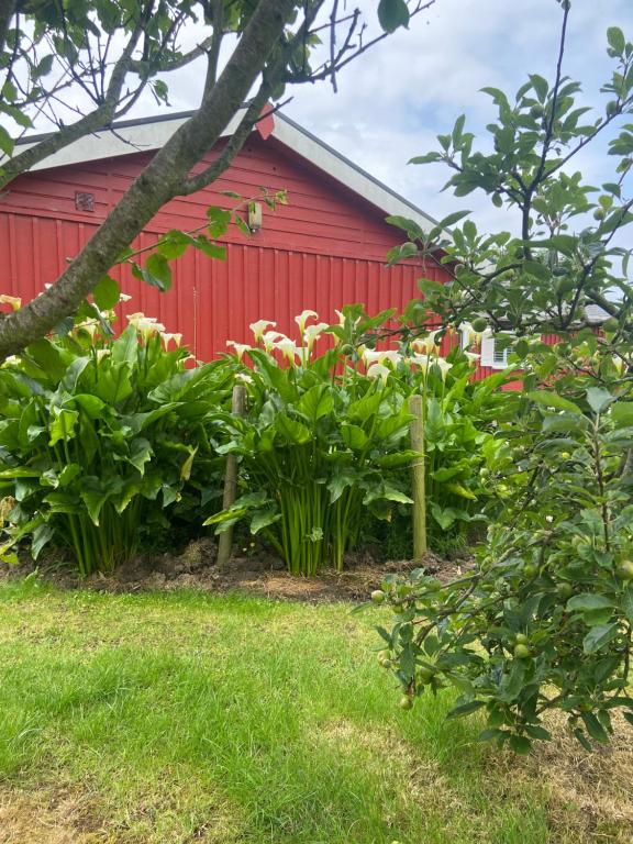a red barn with flowers in front of it at Barrow Harbour studio apartment in Tralee
