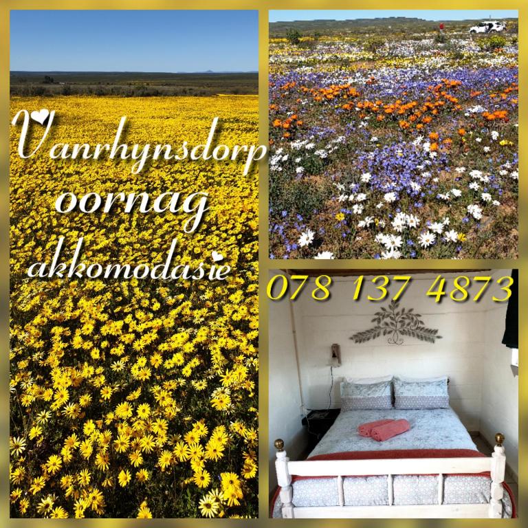a collage of three pictures of a field of flowers at Hoenerhok in Vanrhynsdorp
