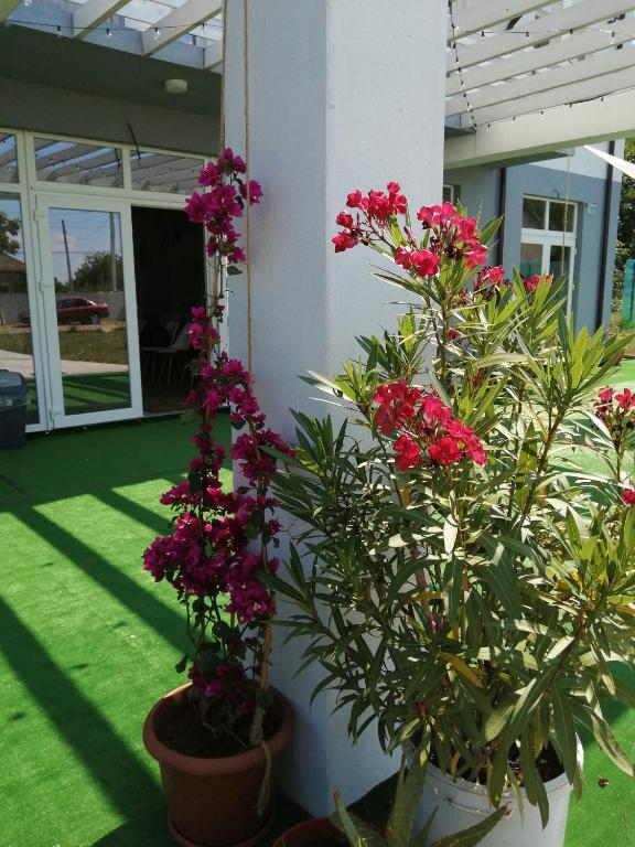 Zahrada ubytování Tina Guest House