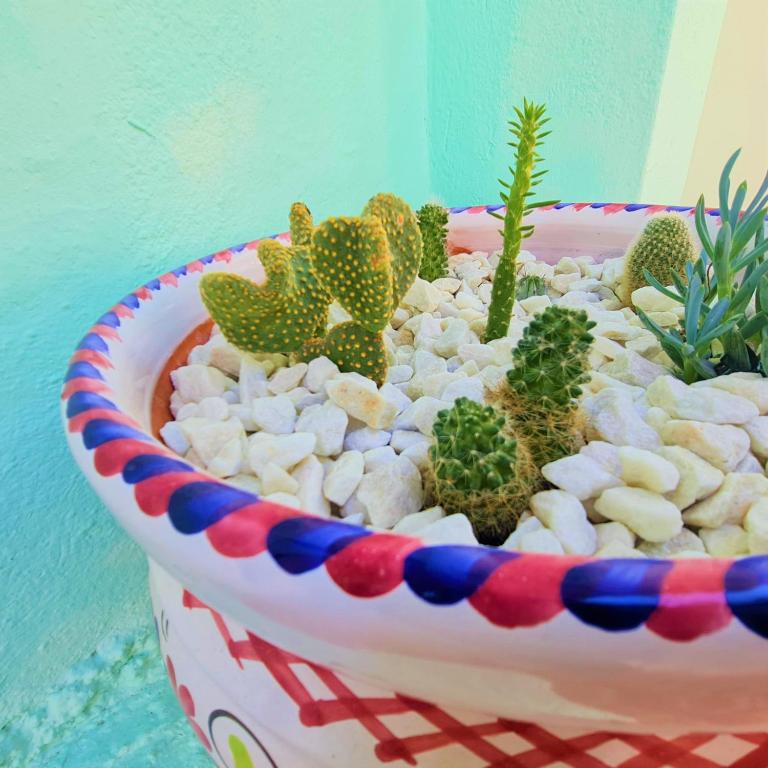 a planter filled with cacti and other plants at Tabbu ibiza apartments in Playa d'en Bossa