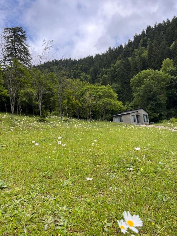 a field of grass with a house in the background at Cozy house in the forest in Borjomi