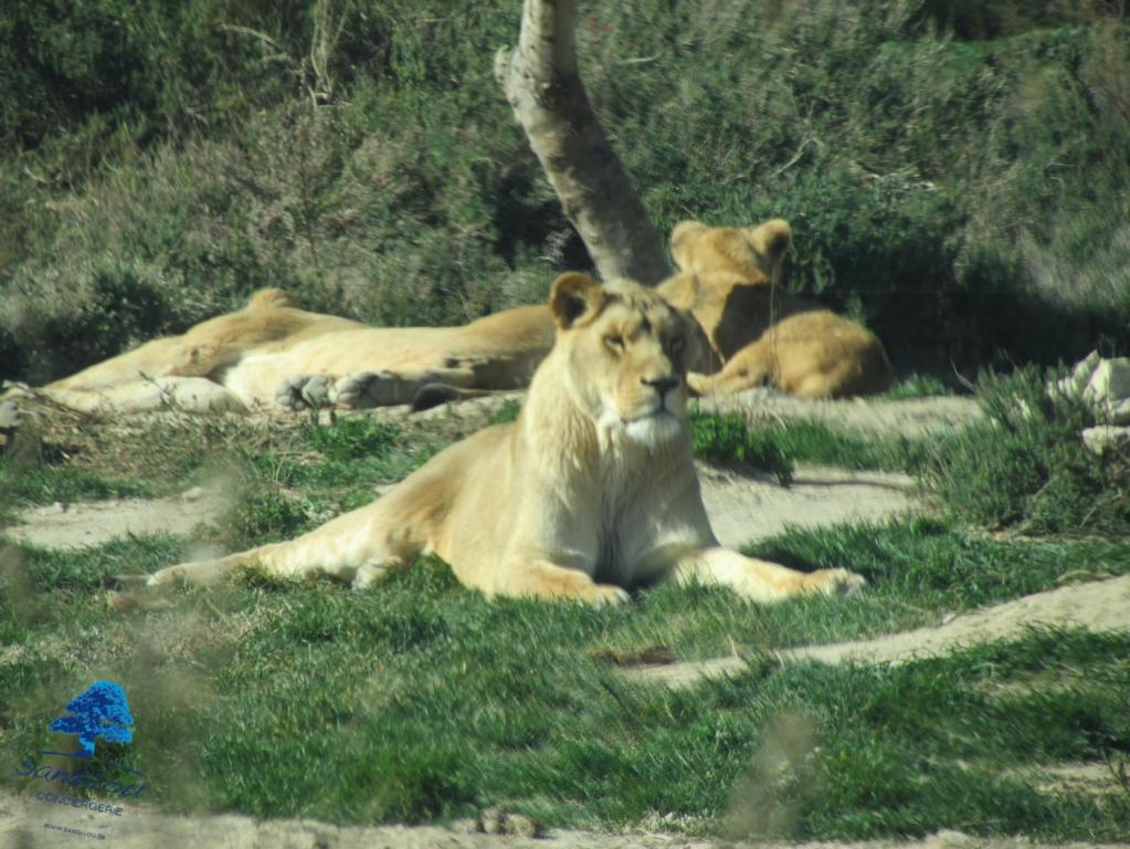 Animale la sau &icirc;n apropiere de acest camping