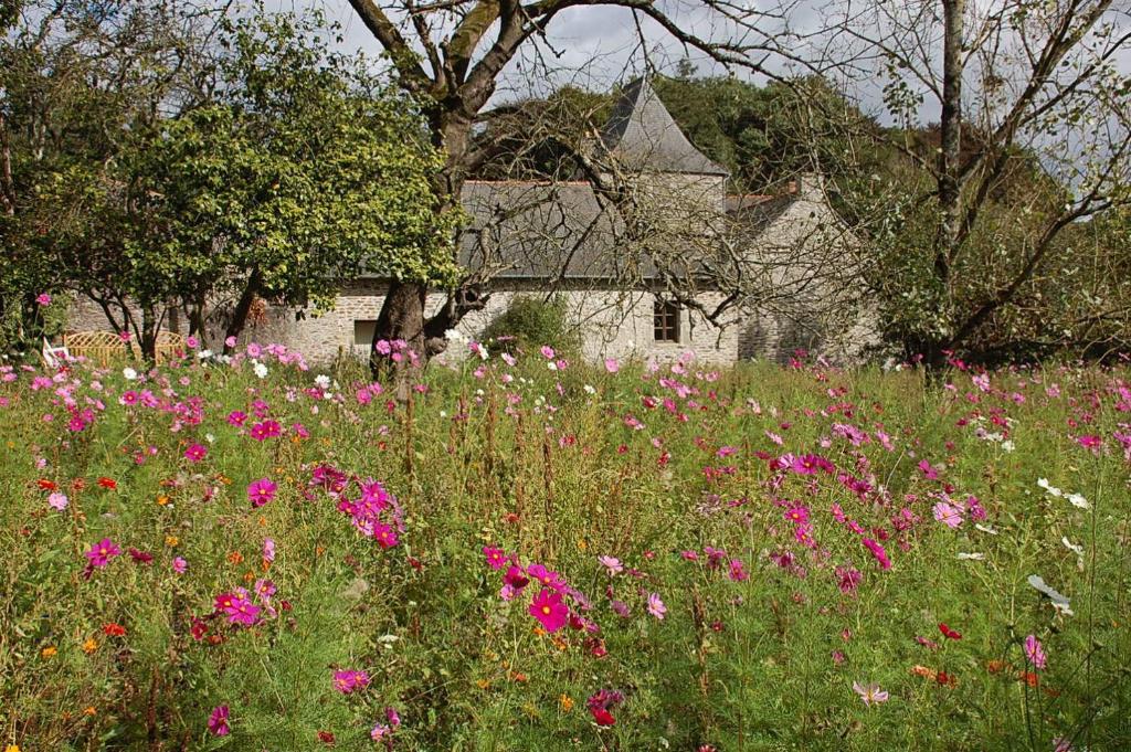 a field of flowers in front of a house at Manoir du Mur in Comblessac