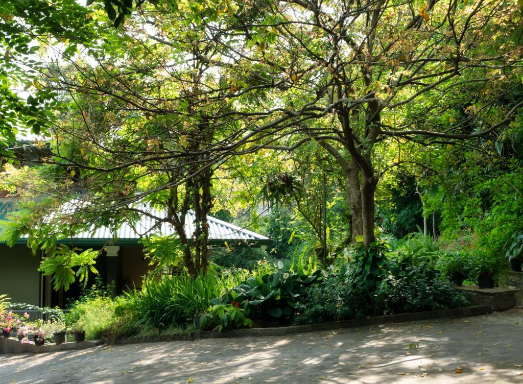 Zahrada ubytování Kandy Tree Tops