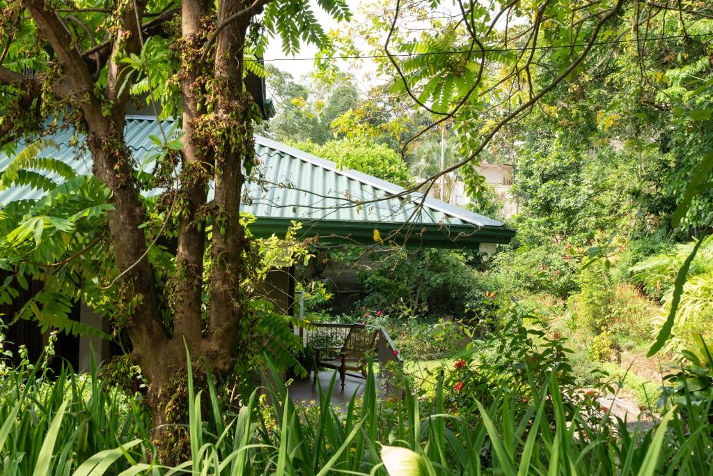 Zahrada ubytování Kandy Tree Tops