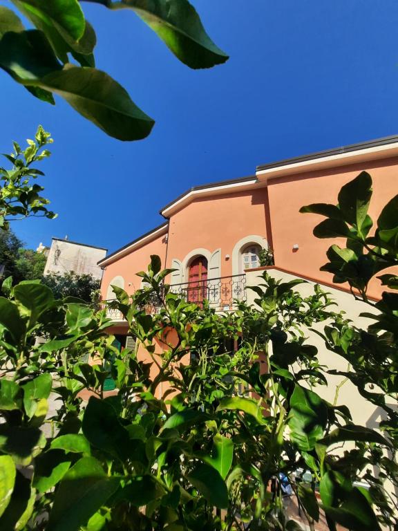 un edificio con un árbol delante de él en Casa vacanza L'arte di Ba' - Maison, en San Nicola Arcella