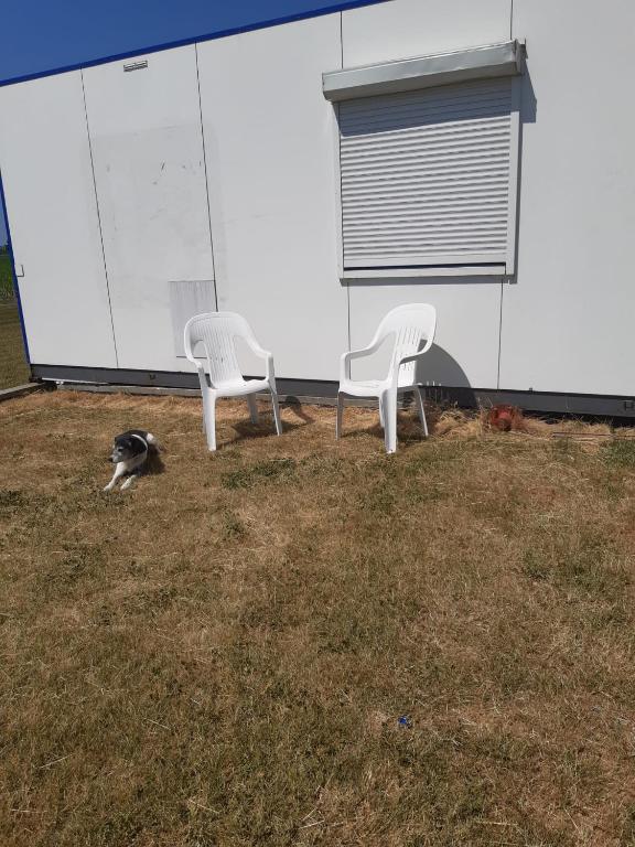 duas cadeiras brancas e um cão sentado na relva em De Bizon em Warmenhuizen