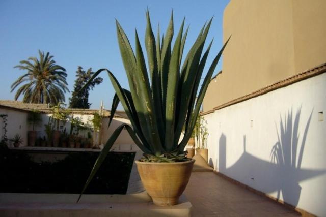 Fotografie z fotogalerie ubytování Dar Zahia v destinaci Taroudant