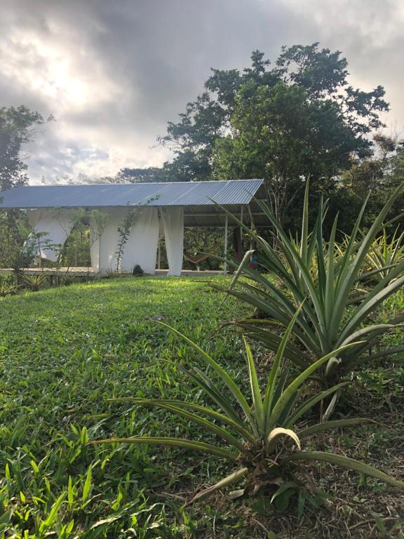 Ein Garten an der Unterkunft Soursop Hostel