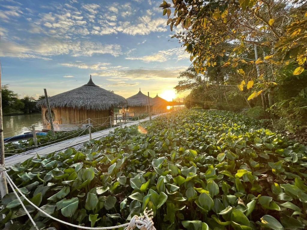 um campo de plantas com um pôr-do-sol ao fundo em Jantara Resort and Restaurant em Ban Bang O