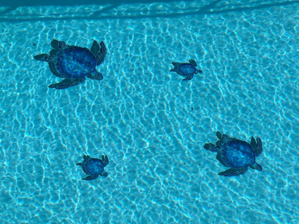 three turtles swimming in a pool of water at Holiday home "225 Marc Chagall" in Mandelieu-la-Napoule