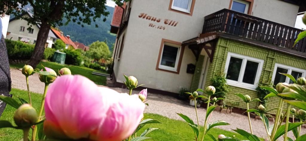 eine rosa Blume vor einem Haus in der Unterkunft Haus Elli in Greifenburg