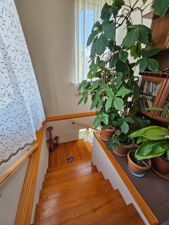 Zahrada ubytování Tamari Guest House