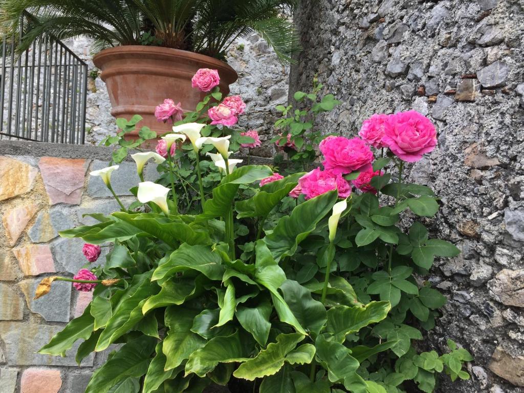 Zahrada ubytování Un Capriccio - Ginepro