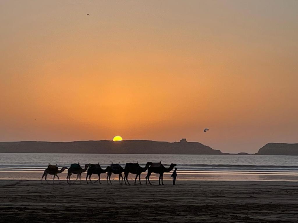 - un groupe de chameaux sur la plage au coucher du soleil dans l'établissement La Symbiose Essaouira, à Essaouira