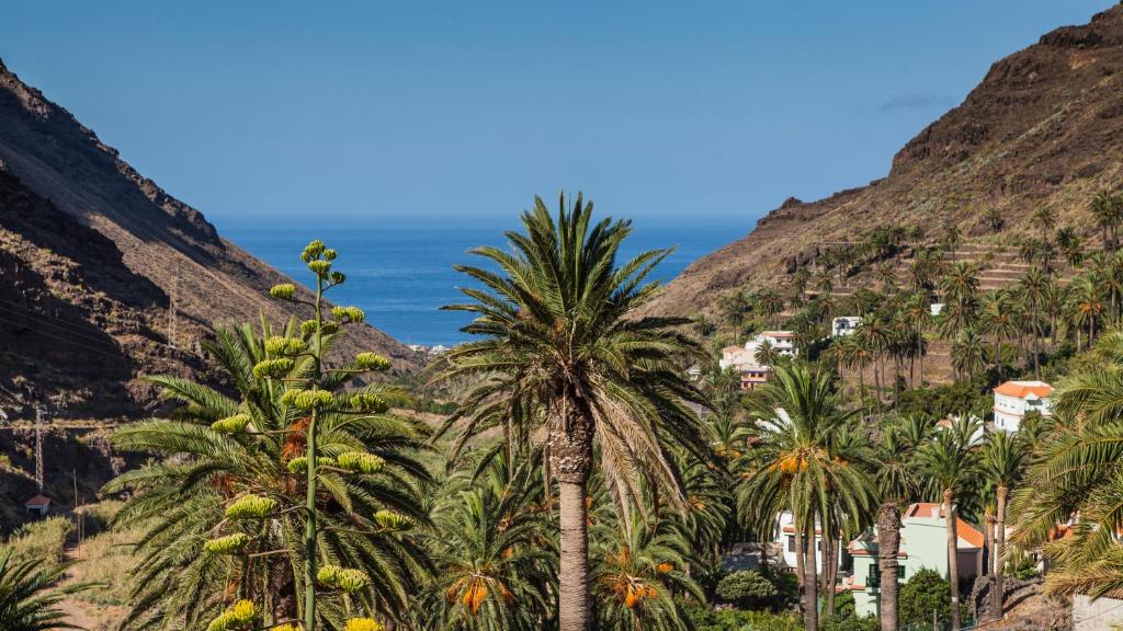 a group of palm trees in front of the ocean at Apartamentos Charco del Conde in Valle Gran Rey