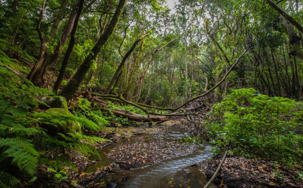 a stream in a lush green forest with trees at Apartamentos Charco del Conde in Valle Gran Rey