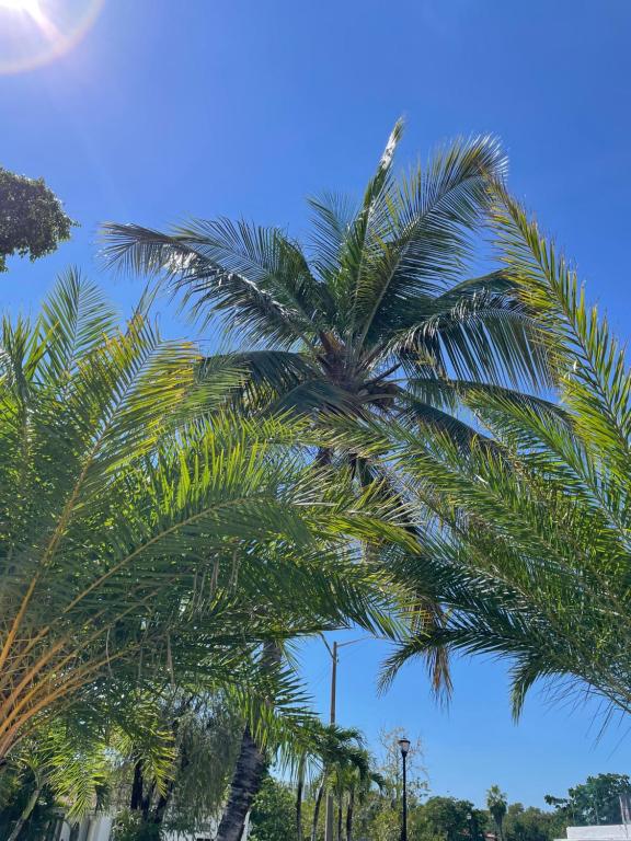 a palm tree in front of a blue sky at Xanadu Villas - 3 Bedroom House or 2 Bedroom Apartment in Miami