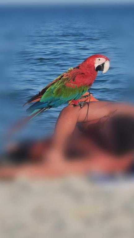 Zvířata v penzionu nebo okolí