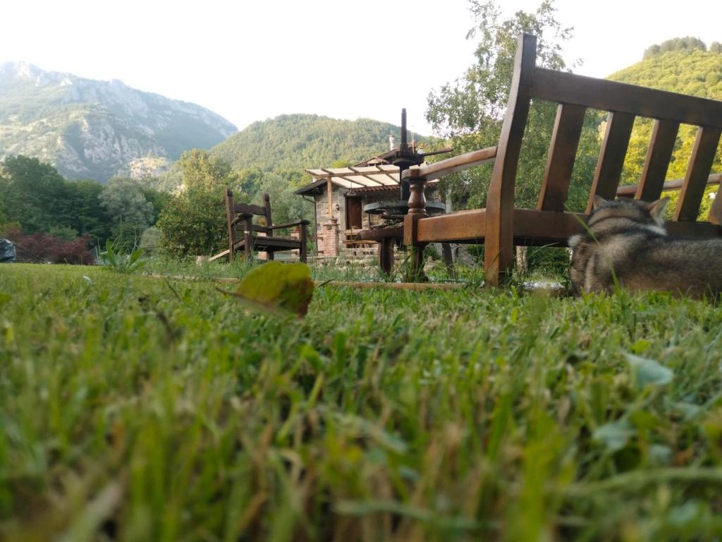 a dog laying in the grass next to a bench at Le Macine in Magnano