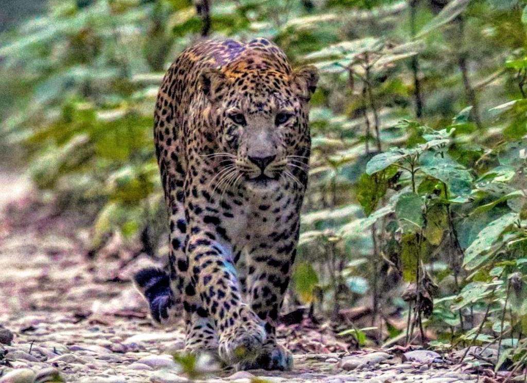 un leopardo caminando por un camino en el bosque en Bardia hostel, en Bhurkīā