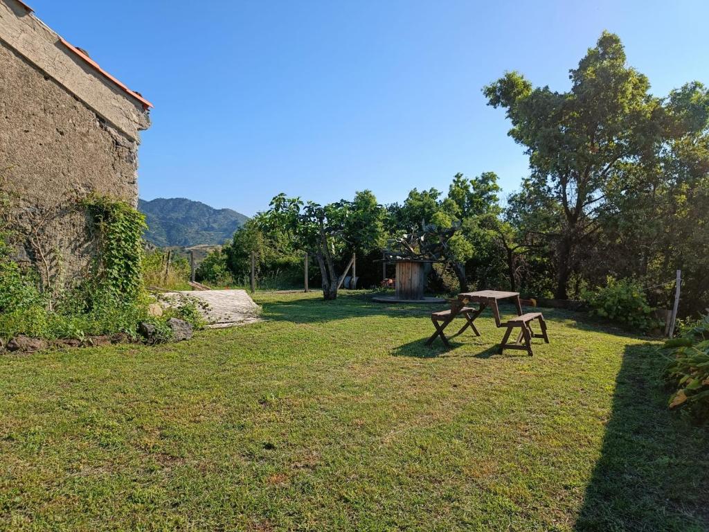 Il Tanaceto