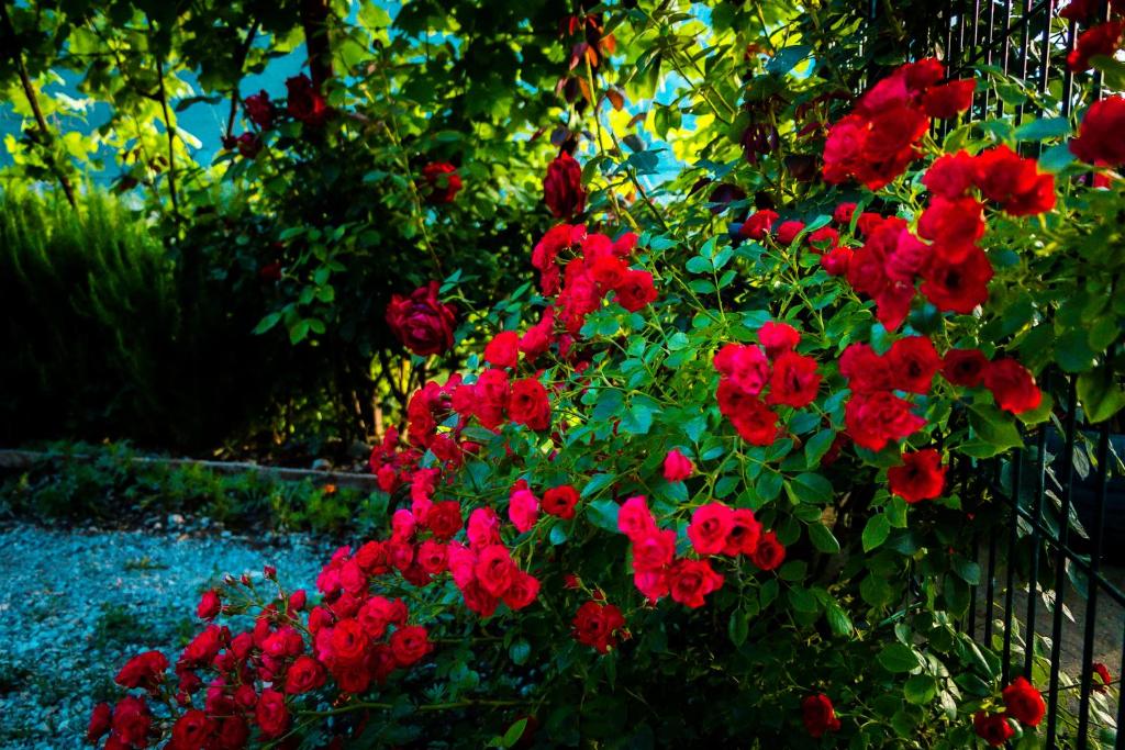 Giardino di Etno House Mira