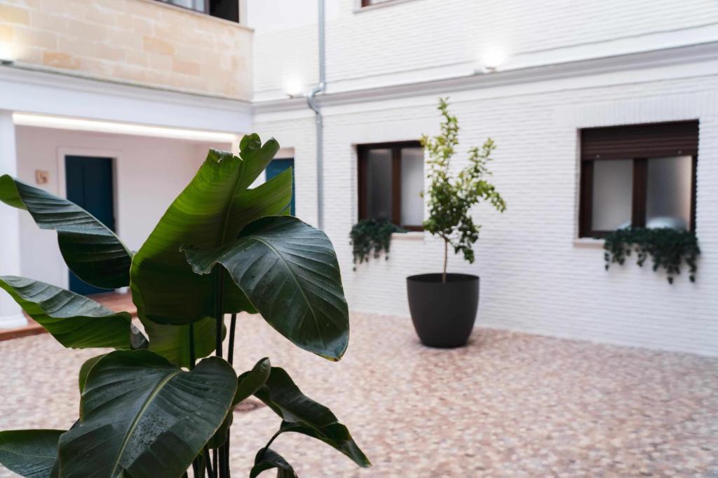 Zahrada ubytování Nido Baeza Suites