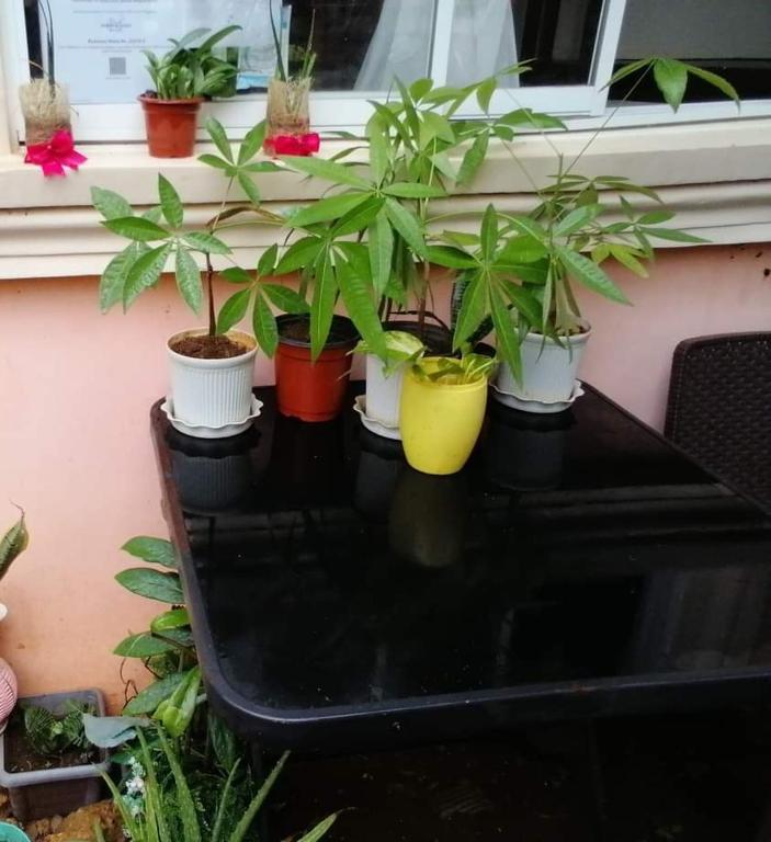 un grupo de plantas sentadas sobre una mesa en Island Princess Guesthouse, en Puerto Princesa City