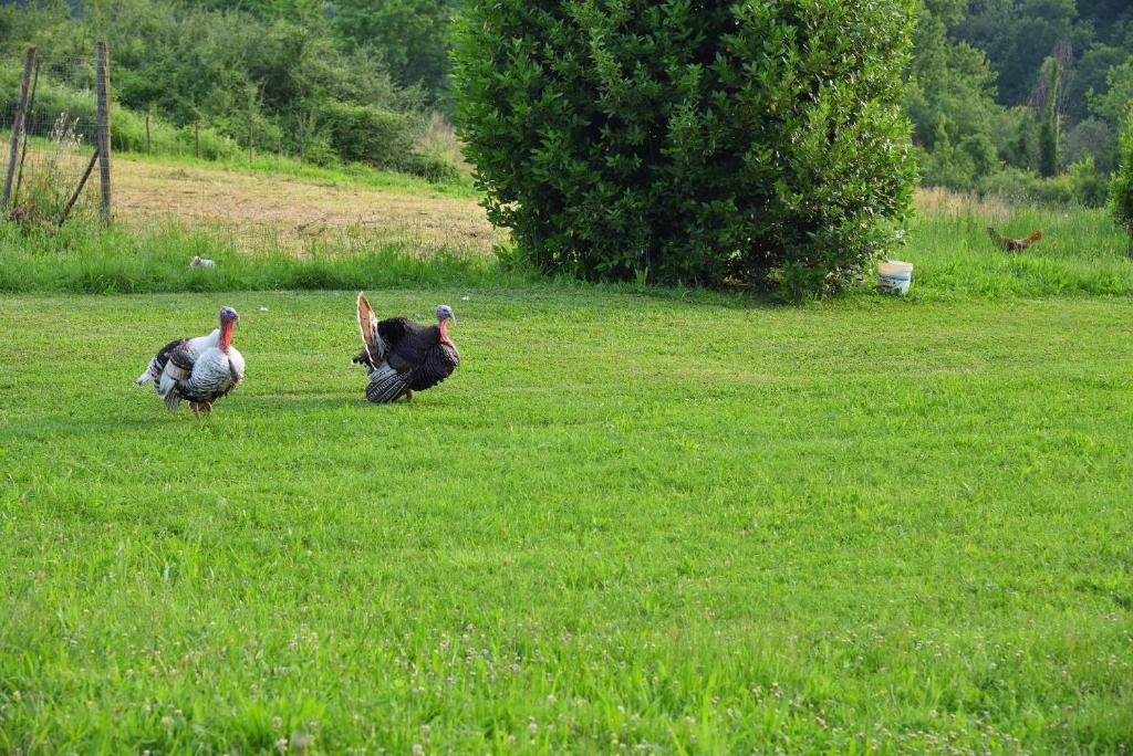 Hosté ubytování Il Fienile di Margherita