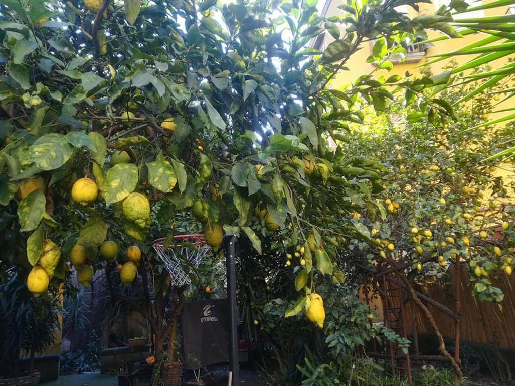 Kebun di luar La limonaia di Chiaia
