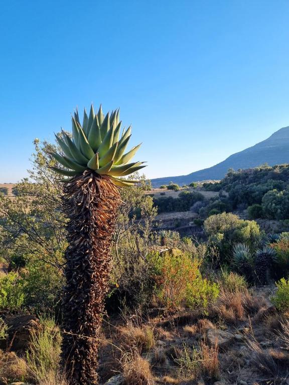a palm tree in the middle of a field at Saffier river cottage Farmstay in Lady Grey