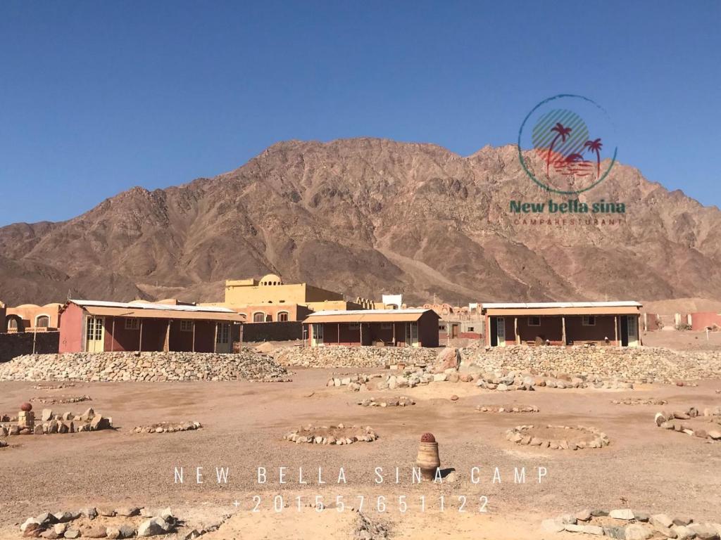 un grupo de animales en un campo frente a una montaña en New Bella Sina Camp en Nuweiba