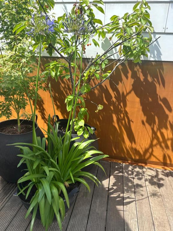 Zahrada ubytování NEOZONE Neostudio Malmedy