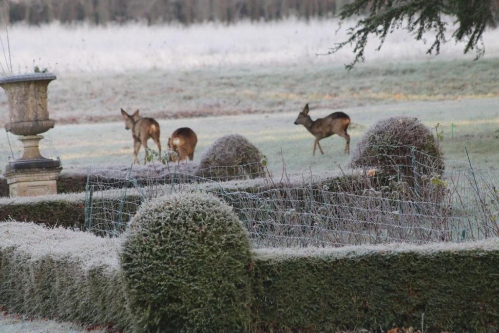 Altri animali domestici presso il bed & breakfast o nei dintorni