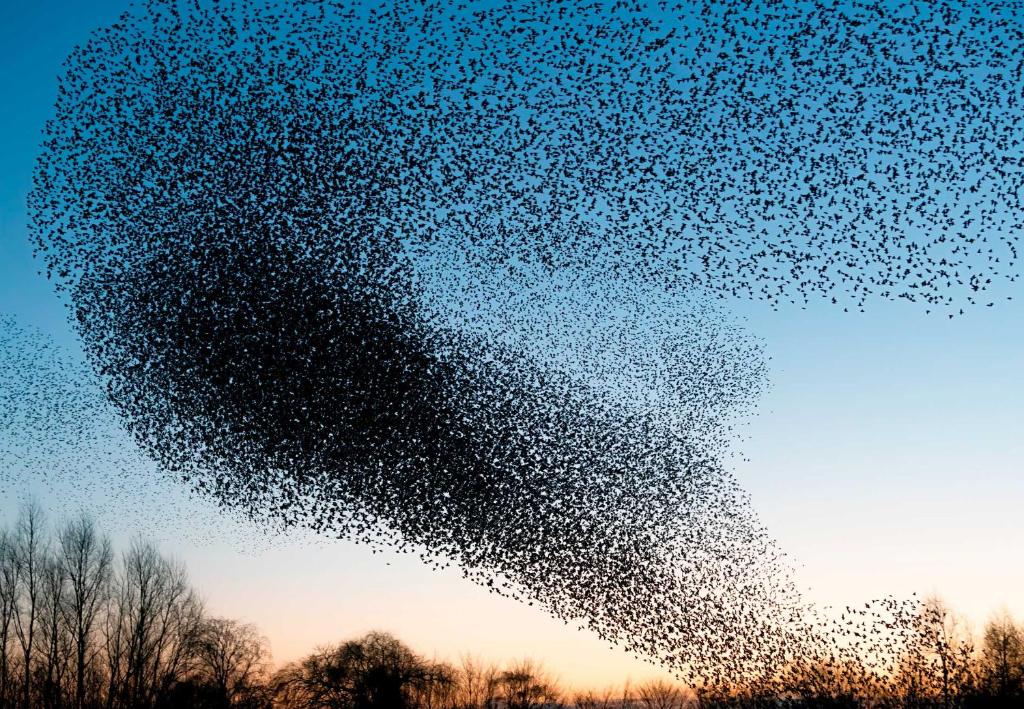 a large flock of birds flying in the sky at Anneks ved Ribe Østerå in Ribe