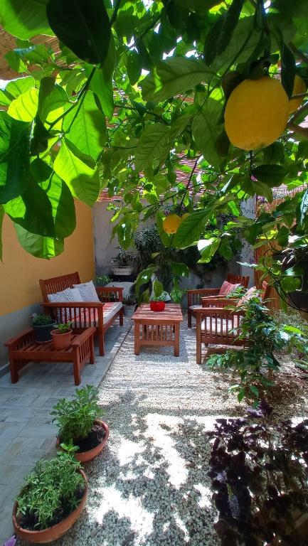 a patio with benches and a bunch of plants at Green House in Avola