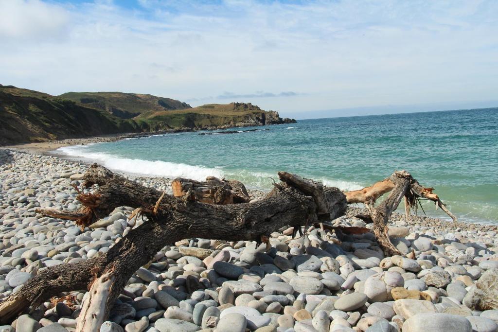 a tree branch laying on a rocky beach at Sur le chemin de la plage in Cherbourg en Cotentin