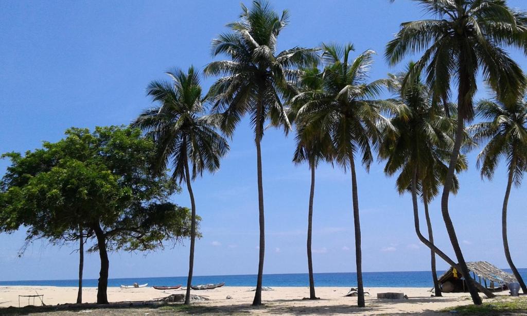 eine Gruppe von Palmen am Strand mit dem Meer in der Unterkunft Naaval Beach Villa & Rooms in Batticaloa